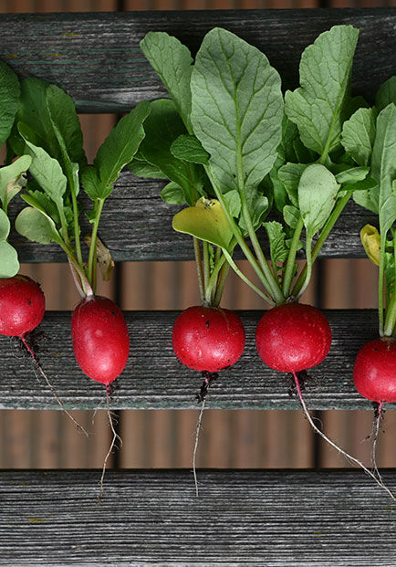 Radischen mit Grün in der Reihe